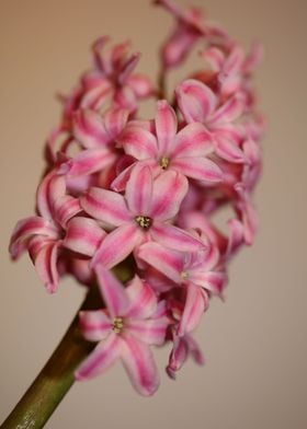 Hyacinthus flower blossom