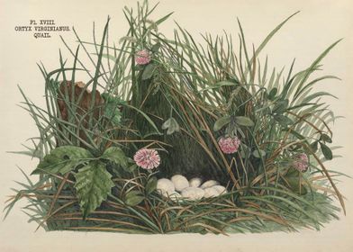Nests and Eggs of Birds