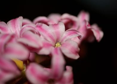 Hyacinthus flower blossom