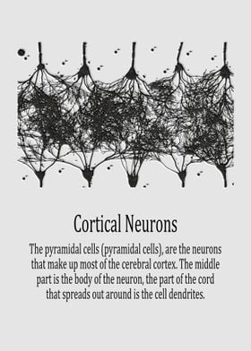 Cortical Neurons