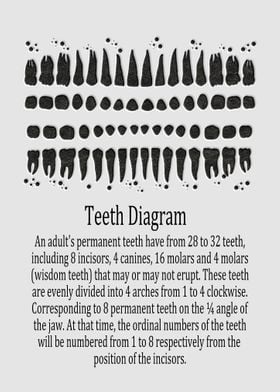 Teeth Diagram