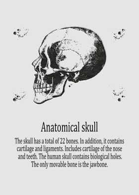 Anatomical skull