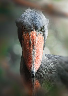 Shoebill