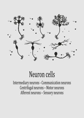 Neuron cells