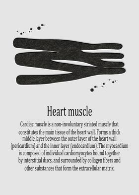 Heart muscle