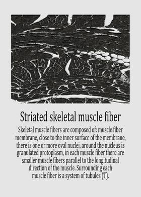 Striated skeletal muscle 