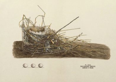 Nests and Eggs of Bird