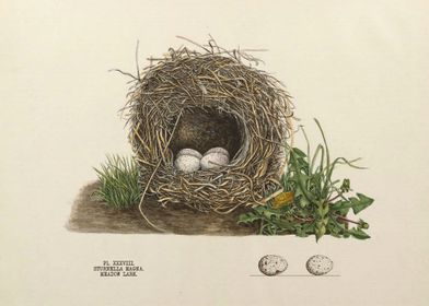 Birds Nest With Eggs