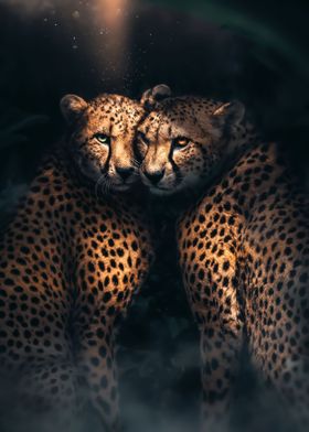 Cheetah Love