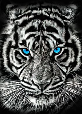 Blue Eyes Tiger