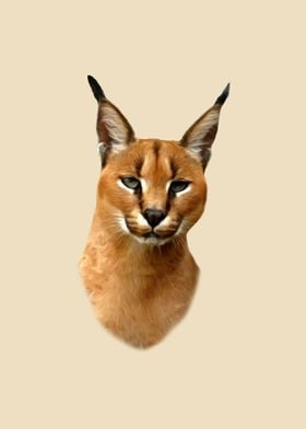 Caracal