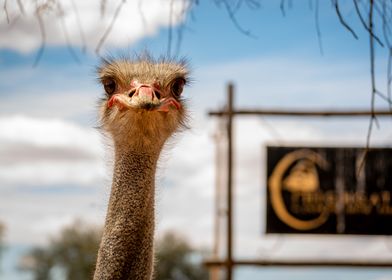 ostrich silly