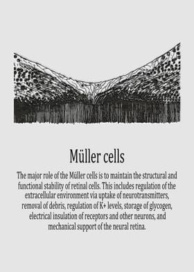 Mller cells