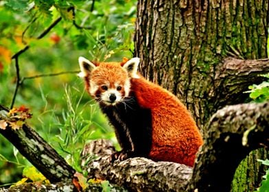 Red Panda