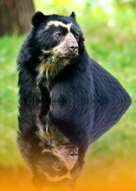 Sun Bear