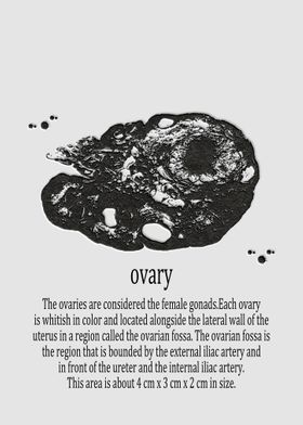 ovary