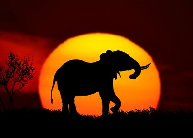 sunset elephant