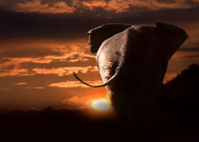 elephant sunset