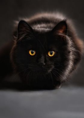 cat maine coon vertical