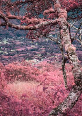 Pink landscape