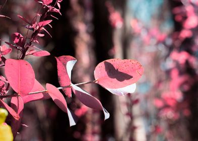 Butterfly in pink 