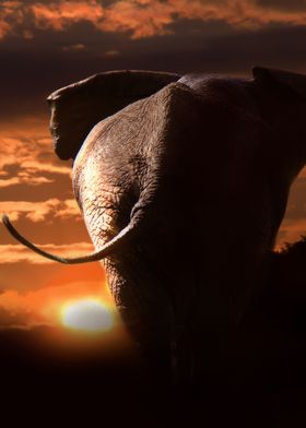 elephant sunset vertical