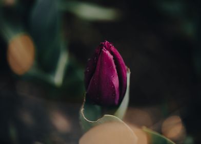 Dark and moody tulip