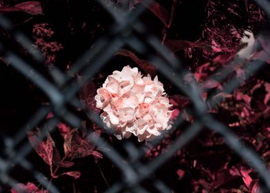 Behind fences