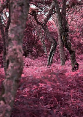 Pink Forest 