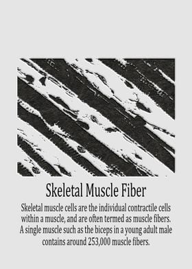 Skeletal Muscle Fiber