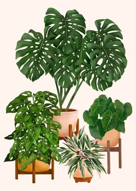 Indoor plants 4