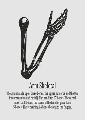 Arm Skeletal