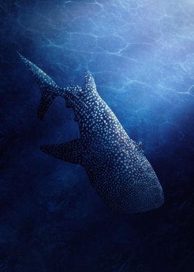 Whale Shark Graceful Giant