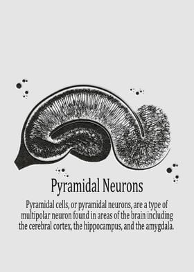 Pyramidal Neurons