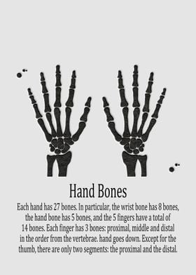 Hand Bones