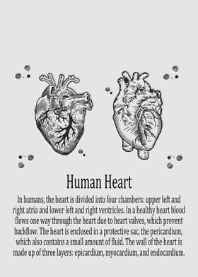 Human Heart