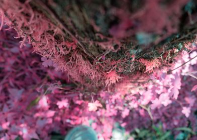 pink moss