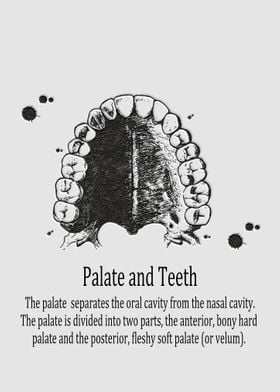 Palate and Teeth