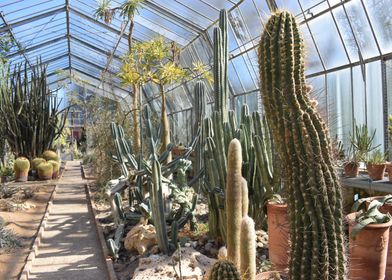 Cacti greenhouse 1