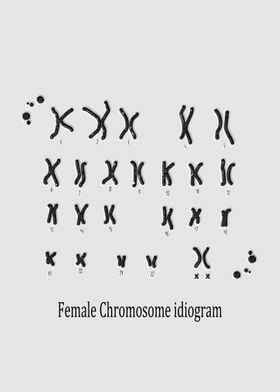 Female Chromosome idiogram