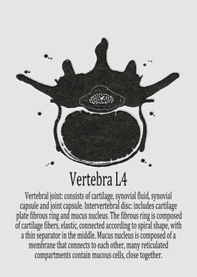 Vertebra L4