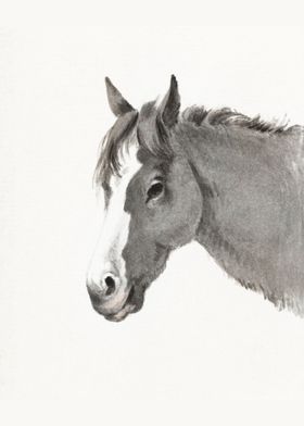 Head of a horse