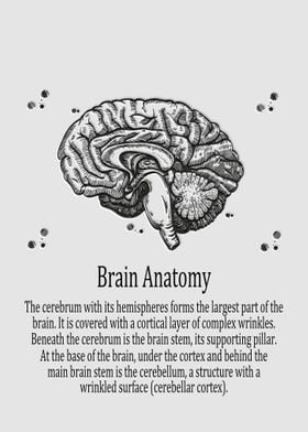 Brain Anatomy