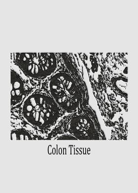 Colon Tissue