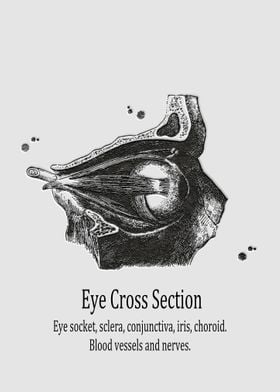 Eye Cross Section