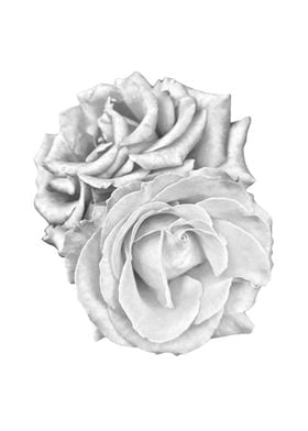 Two silver roses