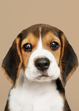 Adorable Beagle puppy 