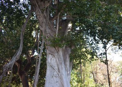 Moreton bay fig 2