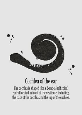 Cochlea of the ear