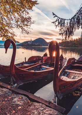 Swan shaped boats on lake